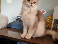 Blue golden dişi 5 Aylık british shorthair