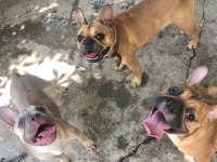 Böyle bir french bulldog güzellik yok