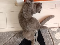 Scottish fold kedime aile arıyorum