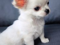 Belgeli beyaz uzun tüylü erkek chihuahua yavrusu