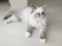 British Long Hair, 2.5 aylık dişi