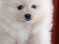 Pomeranian boo bebeklerimiz yeni sahiplerini bekliyorlar