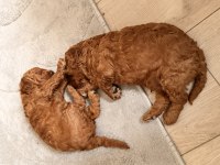 2 aylık dişi erkek poodle yavrularım