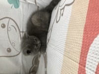 2 aylık orjinal sevimli british longhair kedimiz