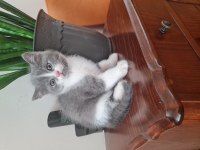 British shorthair bicolor