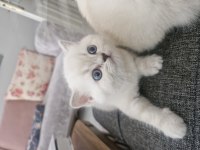 British longhair kedilerimiz çok sevimli ve çok oyuncular
