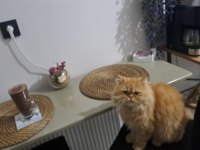 Tatlı chinchilla kedimiz