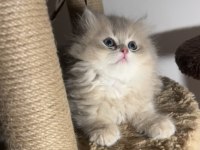 British longhair ay12 ikiz erkek dişi kardeşler
