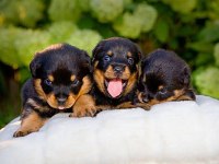 Ruhsatlı köpek çifliğinden rottweiler yavrular a scrli