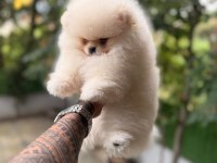 Minik pomeranian bebeklerimiz ailelerini bekliyor