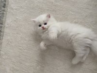 BEYAZ BRITISH LONGHAIR