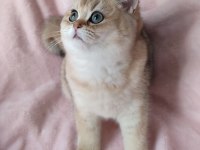 Şafkan British Shorthair