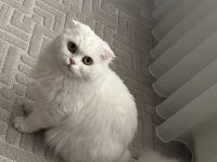Ücretsiz Sahiplendirme Kedimiz İçin Lütfen Açıklamayı Okuyun