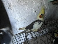 Sahibinden sultan papağanları için ulaşın