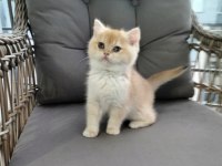 Altın sarısı ny12 british shorthair