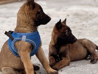 Şecereli ve Şeceresiz Malinois Yavrular