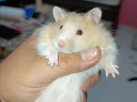 4 AYLIK FULL EĞİTİMLİ HAMSTER