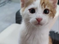 Yakışıklı Yavru Kedimiz Simba