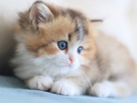 3 Aylık British Longhair Bicolor erkek