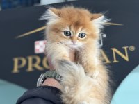 Kart postal gibi golden longhair british yavrular