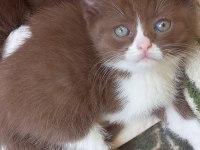 Bi color tarçın ve çikolata rengi british shorthair