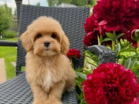 Kore Eğitimli Maltipoo