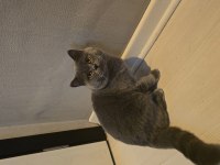 8 Aylık Erkek british shorthair