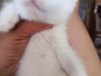 8 Haziran doğumlu erkek british longhair