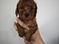 Lekesiz poodle yavrularımız