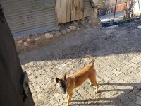 Belçika Kurdu