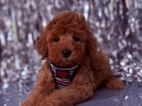 Safkan Toy Poodle Yavrularımız