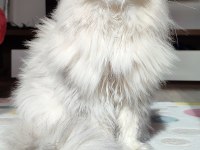 Kedimize takip şartlı iyi bakacak aile