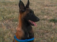 3 Aylık Dişi Belçika Malinois