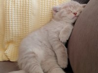 Safkan British Shorthair