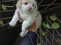 Yeni yuvalarına gitme hazır köpekler