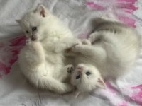 British longhair bebekler