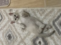 YAVRU BRİTİSH SHORTHAİR KEDİLER