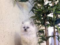 BRITISH LONGHAIR YAVRULARIM 