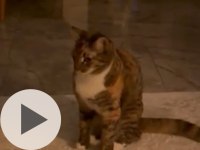 Eğitimli ev kedisi kısır