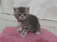 GÜZELLER GÜZELİ EXOTİC SHORTHAİR
