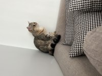 Kedimiz Pofimizi sahiplendiriyoruz
