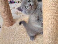 GRİ LİLAC DİŞİ ERKEK YAVRU KEDİLER