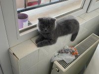 2.5 aylık scottish fold duman