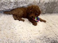 Kore toy ve tea cup poodle