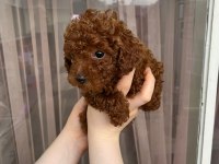 Ev doğumlu baba teacup Kore, toy Poodle anneden yavrular
