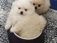 Antalya pomeranian boo köpeğimiz
