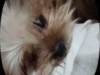 Çiftleştirmek için erkek yorkshire terrier arıyoruz