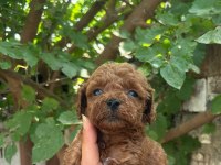 Toy poodle cinsi bebişler