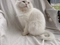Kısır British Longhair Yeni Yuvasını Arıyor