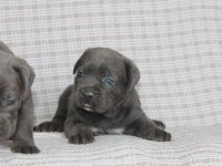 Benim cane corso köpeğim